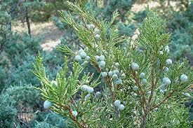 19 Medicinal Health Benefits Of Juniperus Scopulorum (Rocky Mountain Juniper)