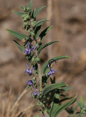 7 Medicinal Health Benefits Of Trichostema lanceolatum (vinegarweed)
