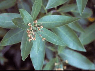 8 Medicinal Health Benefits Of Umbellularia (California Bay Laurel)