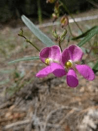 18 Medicinal Health Benefits Of Phaseolus angustissimus (Narrow-Leafed Bean) 18 Medicinal Health Benefits Of Phaseolus angustissimus (Narrow-Leafed Bean)