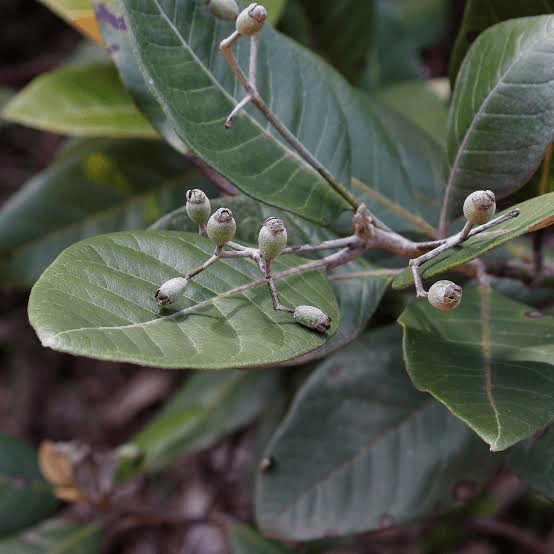 15 Medicinal Health Benefits Of Pimenta pseudocaryophyllus (Brazilian Clove) 15 Medicinal Health Benefits Of Pimenta pseudocaryophyllus (Brazilian Clove)