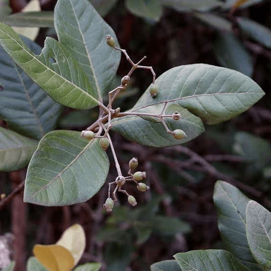 15 Medicinal Health Benefits Of Pimenta pseudocaryophyllus (Brazilian Clove) 15 Medicinal Health Benefits Of Pimenta pseudocaryophyllus (Brazilian Clove)