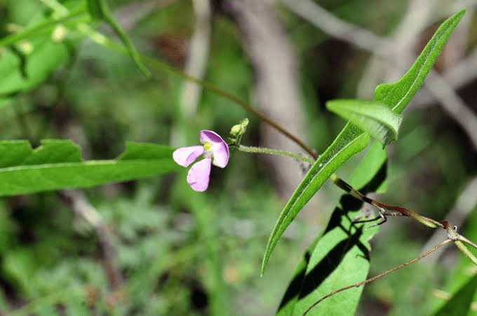 18 Medicinal Health Benefits Of Phaseolus angustissimus (Narrow-Leafed Bean) 18 Medicinal Health Benefits Of Phaseolus angustissimus (Narrow-Leafed Bean)