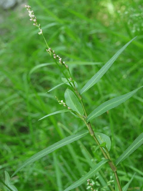 5 Medicinal Health Benefits of Persicaria minor (Knotweed) 5 Medicinal Health Benefits of Persicaria minor (Knotweed)