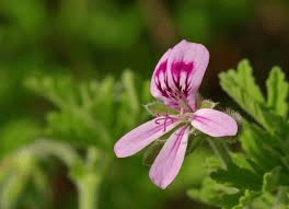 4 Medicinal Health Benefits Of Pelargonium graveolens (Rose Geranium) 4 Medicinal Health Benefits Of Pelargonium graveolens (Rose Geranium)
