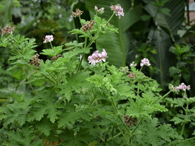 4 Medicinal Health Benefits Of Pelargonium graveolens (Rose Geranium) 4 Medicinal Health Benefits Of Pelargonium graveolens (Rose Geranium)