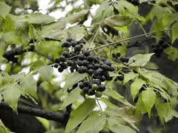 10 Medicinal Health Benefits Of Phellodendron (Huang Bai)