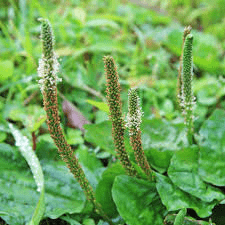 18 Medicinal Health Benefits Of Plantago asiatica (Asian Plantain) 18 Medicinal Health Benefits Of Plantago asiatica (Asian Plantain)