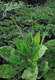 18 Medicinal Health Benefits Of Plantago asiatica (Asian Plantain) 18 Medicinal Health Benefits Of Plantago asiatica (Asian Plantain)