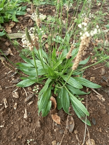 16 Medicinal Health Benefits Of Plantago lanceolata (Ribwort Plantain)