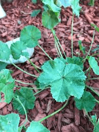 8 Medicinal Health Benefits Of Mallow (Malvaceae) 8 Medicinal Health Benefits Of Mallow (Malvaceae)
