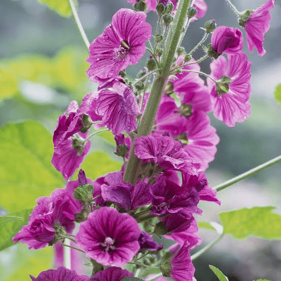 8 Medicinal Health Benefits Of Mallow (Malvaceae) 8 Medicinal Health Benefits Of Mallow (Malvaceae)