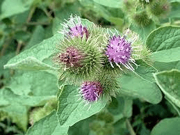 25 Medicinal Health Benefits Of Arctium (Burdock) 25 Medicinal Health Benefits Of Arctium (Burdock)