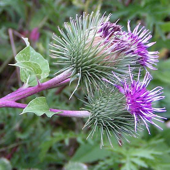 25 Medicinal Health Benefits Of Arctium (Burdock) 25 Medicinal Health Benefits Of Arctium (Burdock)