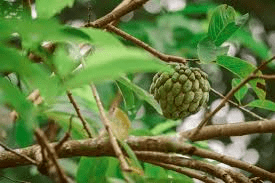 18 Medicinal Health Benefits Of Annonaceae (Custard Apple Family)