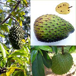 18 Medicinal Health Benefits Of Annonaceae (Custard Apple Family)