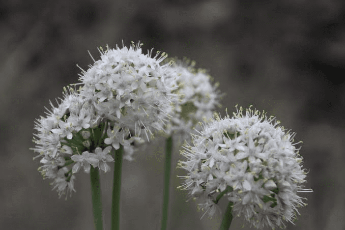 26 Medicinal Health Benefits of Allium galanthum (Snowdrop Garlic)