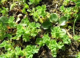 24 Medicinal Health Benefits Of Alchemilla arvensis (Field Lady's Mantle)