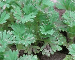 24 Medicinal Health Benefits Of Alchemilla arvensis (Field Lady's Mantle)