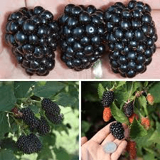 25 Medicinal Health Benefits Of Blackberry (Rubus fruticosus)