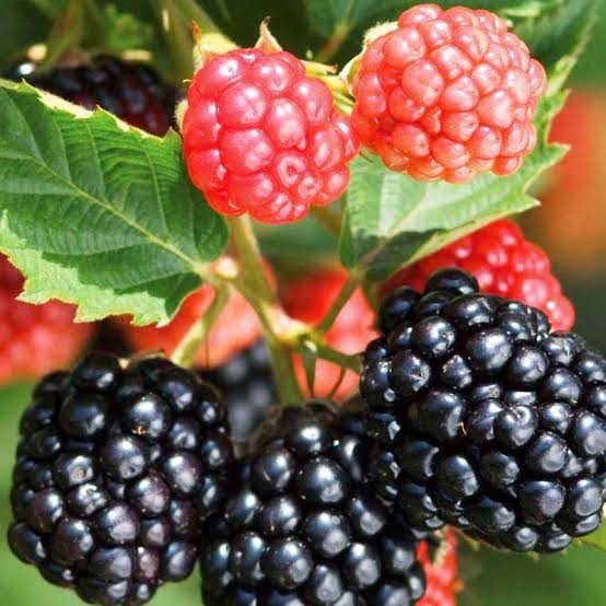 25 Medicinal Health Benefits Of Blackberry (Rubus fruticosus)
