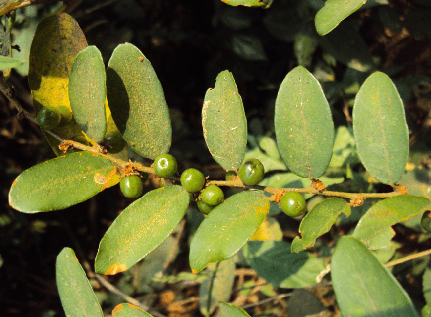 25 Medicinal Health Benefits Of Bridelia stipularis (Knobby Fig) 25 Medicinal Health Benefits Of Bridelia stipularis (Knobby Fig)