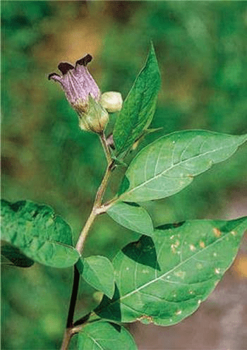 9 Medicinal Health Benefits Of Atropa pallidiflora (Pale-flowered Belladonna)