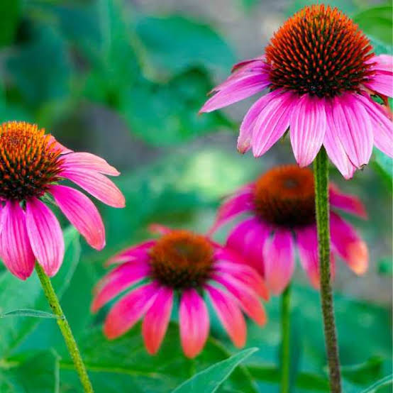10 Medicinal Health Benefits Of Echinacea (Coneflower) 10 Medicinal Health Benefits Of Echinacea (Coneflower)