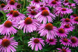 10 Medicinal Health Benefits Of Echinacea (Coneflower) 10 Medicinal Health Benefits Of Echinacea (Coneflower)