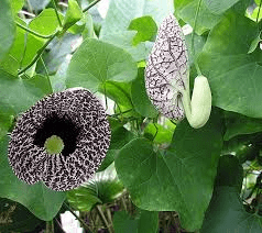 25 Medicinal Health Benefits Of Aristolochia (Dutchman's pipe) 25 Medicinal Health Benefits Of Aristolochia (Dutchman's pipe)