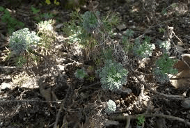 7 Medicinal Health Benefits Of Artemisia kawakamii (Kawakami Wormwood)