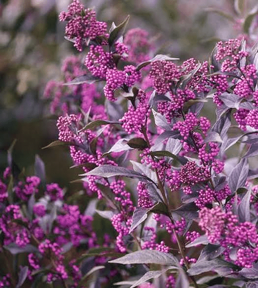 26 Medicinal Health Benefits Of Callicarpa (Beautyberry)