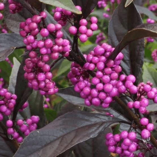 26 Medicinal Health Benefits Of Callicarpa (Beautyberry)