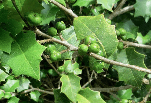 25 Medicinal Health Benefits Of Alchornea castaneifolia (Chocolate Soldier Bush)