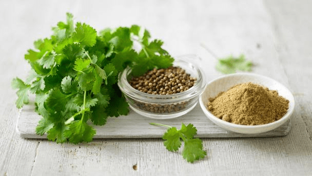 22 Medicinal Health Benefits Of Coriander (Coriandrum sativum)