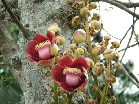 8 Medicinal Health Benefits Of Couroupita guianensis (Cannonball Tree) 8 Medicinal Health Benefits Of Couroupita guianensis (Cannonball Tree)