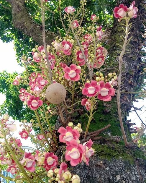 8 Medicinal Health Benefits Of Couroupita guianensis (Cannonball Tree) 8 Medicinal Health Benefits Of Couroupita guianensis (Cannonball Tree)
