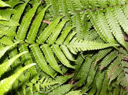 25 Medicinal Health Benefits Of Christella dentata ( Lacy African Fern)