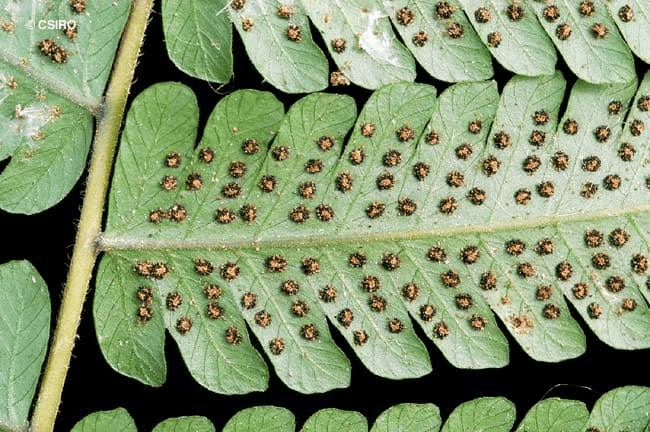 25 Medicinal Health Benefits Of Christella dentata ( Lacy African Fern)