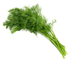 21 Medicinal Health Benefits Of Dill (Anethum graveolens) 21 Medicinal Health Benefits Of Dill (Anethum graveolens)