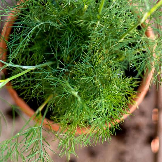 21 Medicinal Health Benefits Of Dill (Anethum graveolens) 21 Medicinal Health Benefits Of Dill (Anethum graveolens)