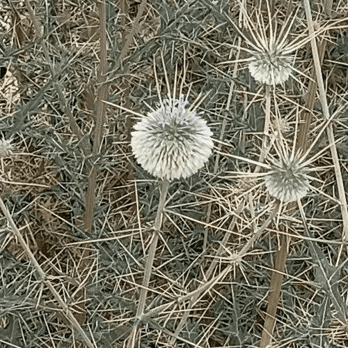 19 Medicinal Health Benefits Of Echinops echinatus (Indian Globe Thistle)