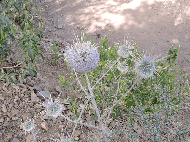 19 Medicinal Health Benefits Of Echinops echinatus (Indian Globe Thistle)