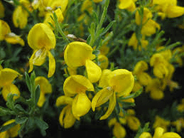 25 Medicinal Health Benefits Of Cytisus oromediterraneus (Mediterranean Scotch Broom)