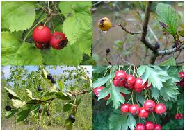 24 Medicinal Health Benefits Of Crataegus (Hawthorn)