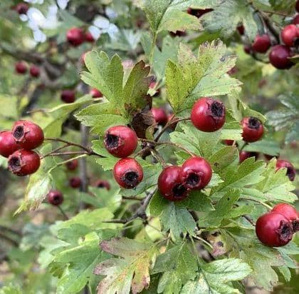 24 Medicinal Health Benefits Of Crataegus (Hawthorn)