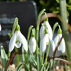 22 Medicinal Health Benefits Of Galanthus (Snowdrop)
