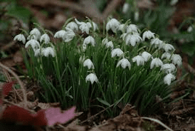 22 Medicinal Health Benefits Of Galanthus (Snowdrop)