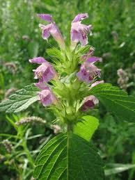 23 Medicinal Health Benefits Of Galeopsis (Hemp-Nettle)