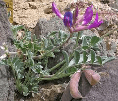 25 Medicinal Health Benefits Of Astragalus amphioxys (Crescent milkvetch)